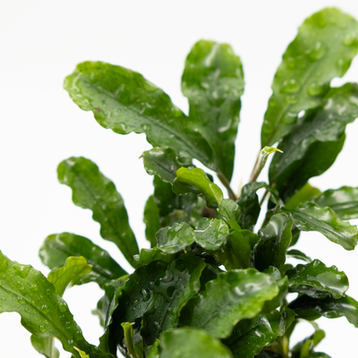 Bucephalandra pygmaea 'Bukit Kelam'