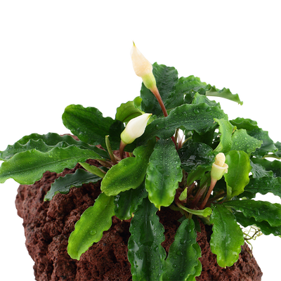 Bucephalandra pygmaea 'Bukit Kelam'