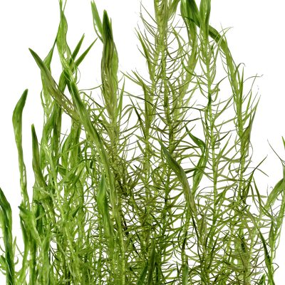 Mayaca fluviatilis
