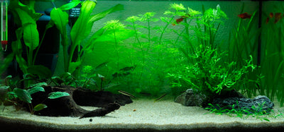 Layout 1 (54 L)