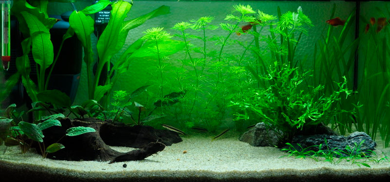 Layout 1 (54 L)
