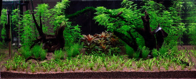 Layout 8 (225 L)