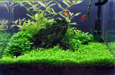 Layout 9 (36 L)