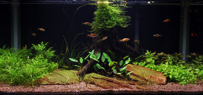 Layout 17 (128 L)