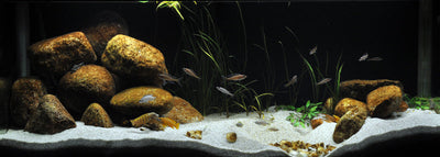 Layout 21 (325 L)