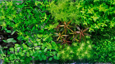 Layout 22 (160 L)