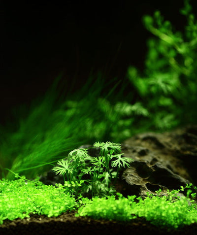 Layout 26 (60 L)