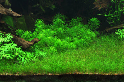 Layout 35 (360 L)