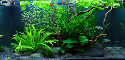 Layout 36 (54 L)
