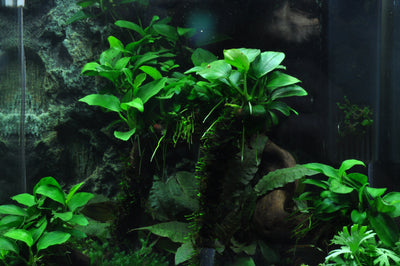 Layout 39 (30 L)