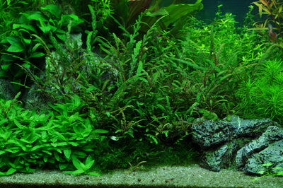 Layout 40 (125 L)