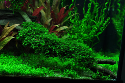 Layout 41 (180 L)