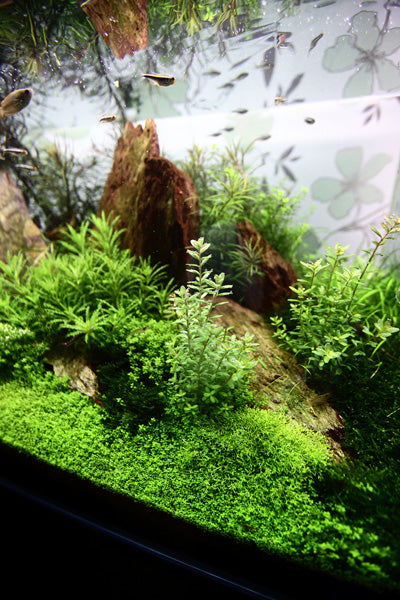 Layout 44 (200 L)