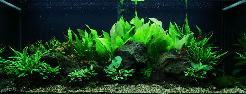 Layout 48 (300 L)