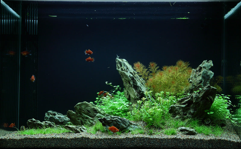 Layout 49 (100 L)