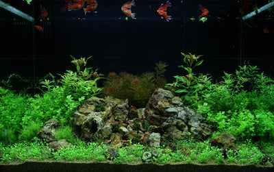 Layout 51 (100 L)