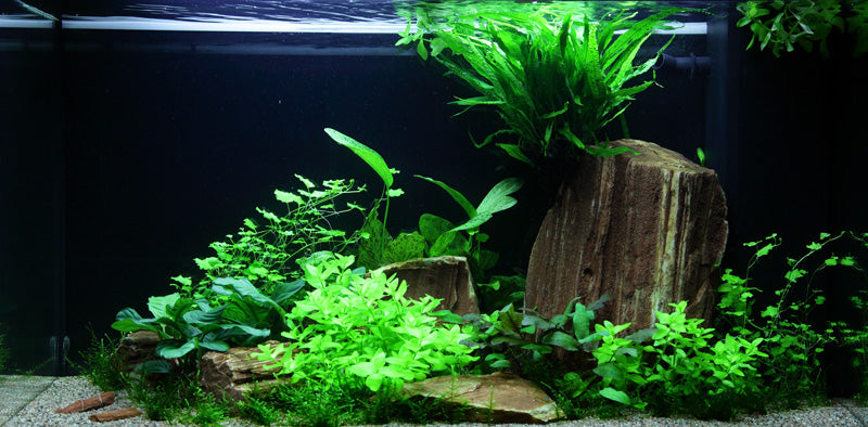 Layout 60 (125 L)