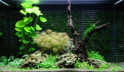 Layout 64 (100 L)
