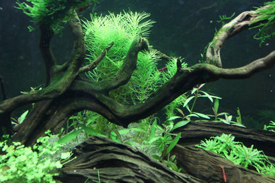 Layout 69 (125 L)