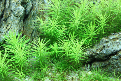 Layout 70 (180 L)