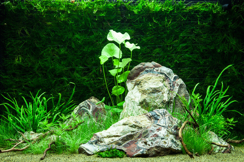 Layout 74 (100 L)