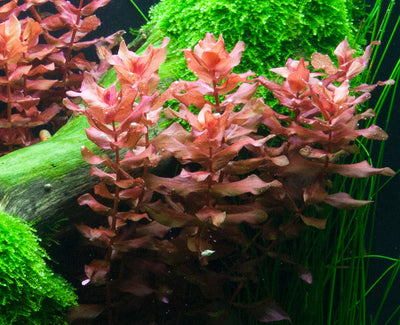 Layout 75 (100 L)