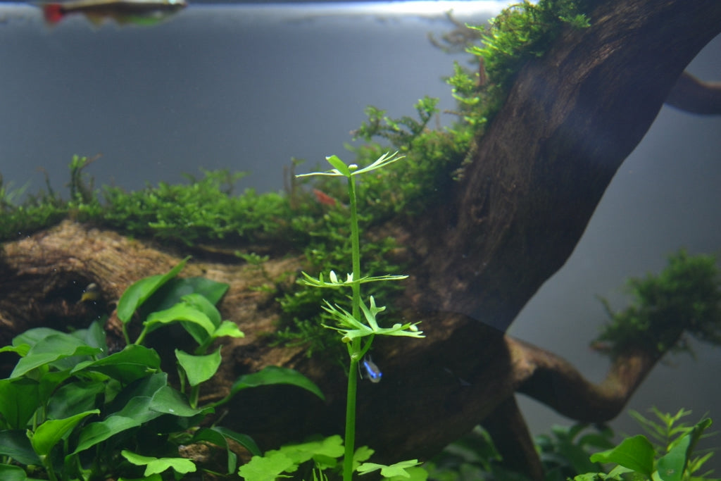 Layout 76 (182 L)