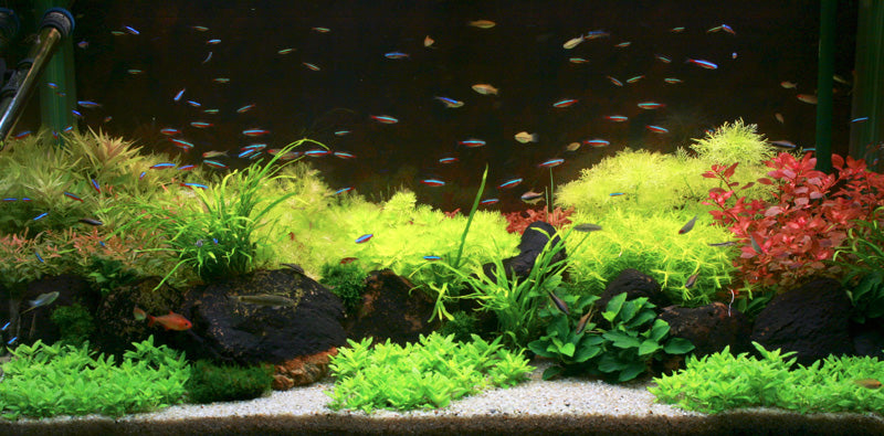 Layout 84 (250 L)