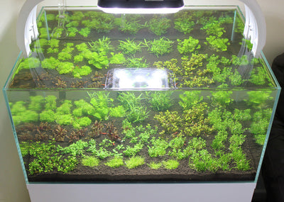 Layout 85 (83 L)