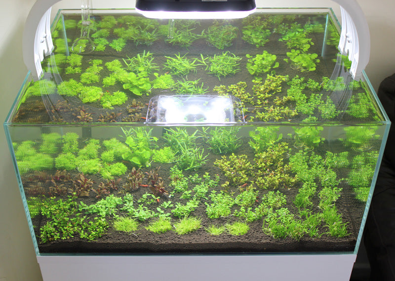 Layout 85 (83 L)
