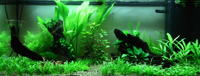 Layout 89 (180 L)