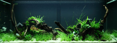 Layout 95 (300 L)