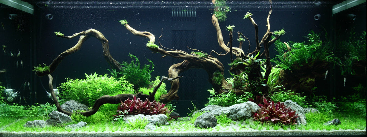 Layout 96 (300 L)
