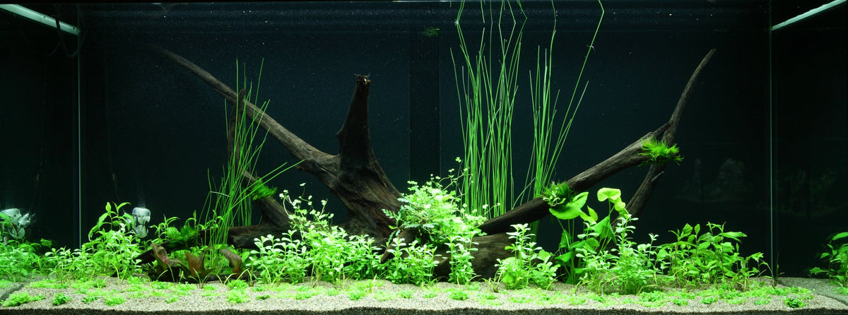 Layout 97 (300 L)