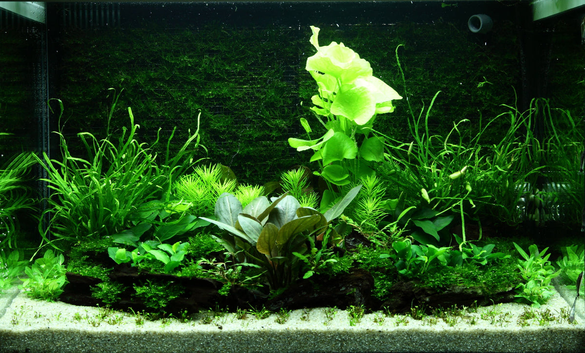 Layout 98 (100 L)