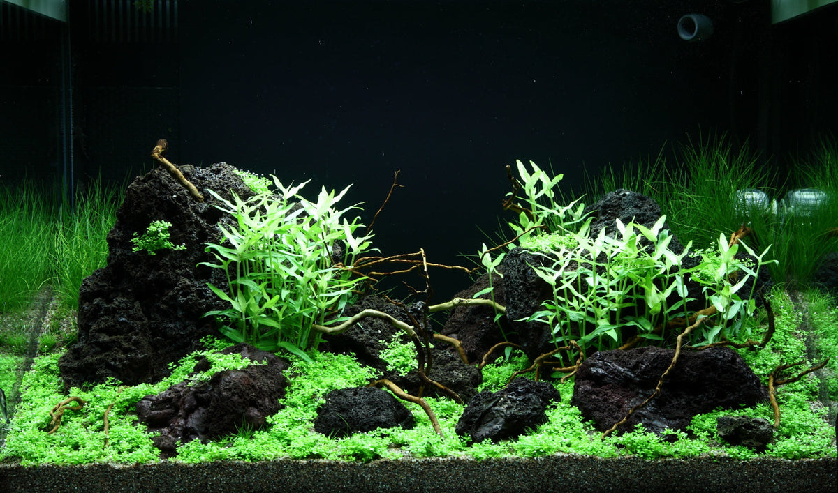 Layout 99 (100 L)