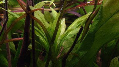 Layout 108 (250 L)