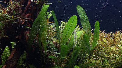 Layout 109 (250 L)
