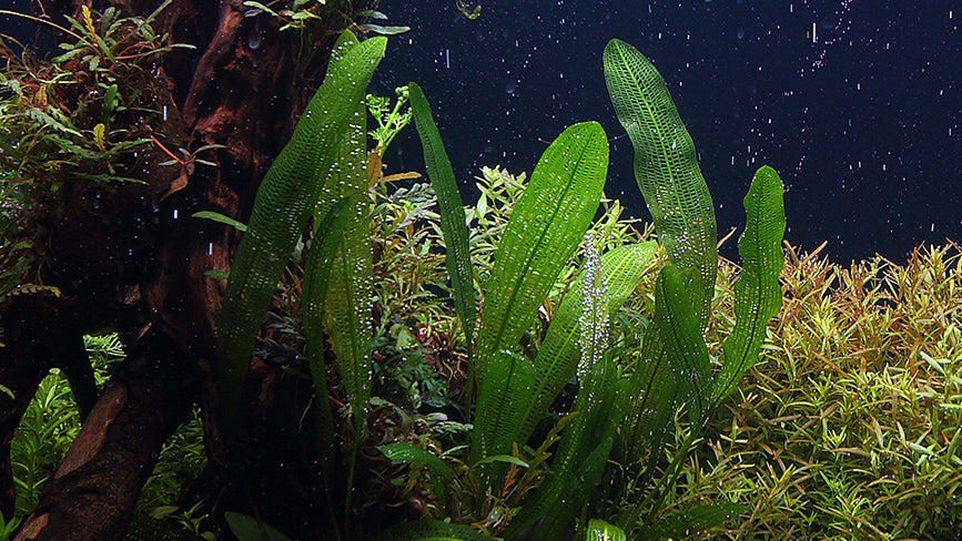 Layout 109 (250 L)