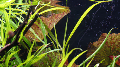 Layout 110 (250 L)