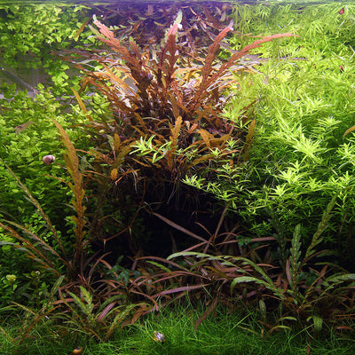 Layout 112 (55 L)