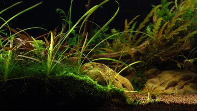 Layout 114 (270 L)