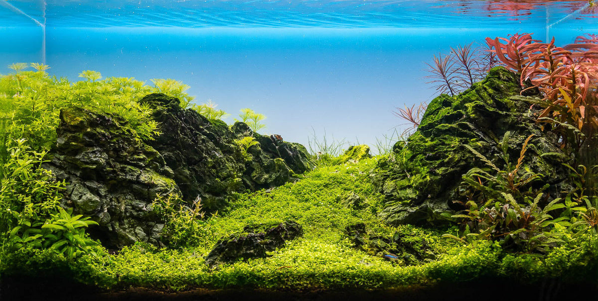 Layout 126 (50 L)
