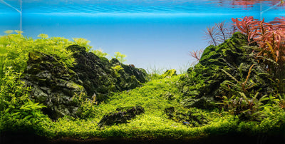 Layout 126 (50 L)