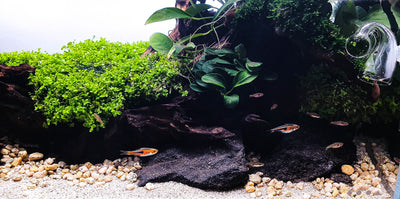 Layout 127 (54 L)