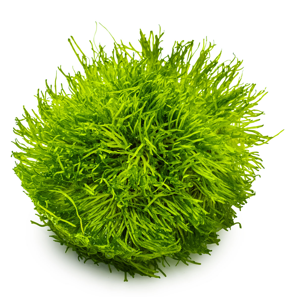 Riccia fluitans