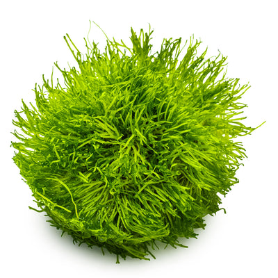 Riccia fluitans