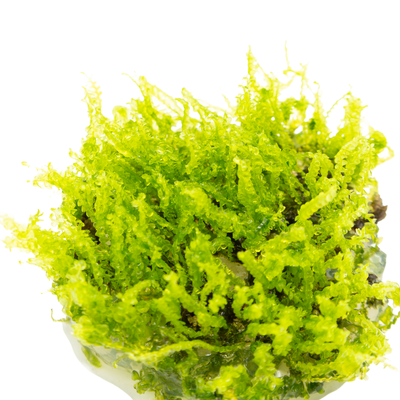 Solenostoma tetragonum 'Pearl Moss'