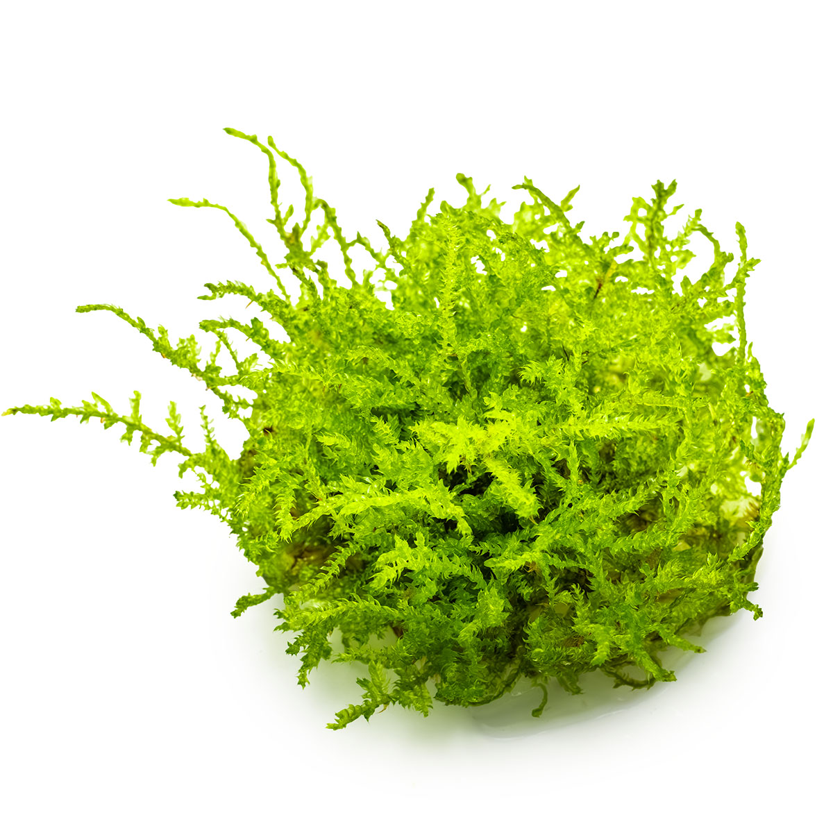 Vesicularia montagnei 'Christmas Moss'