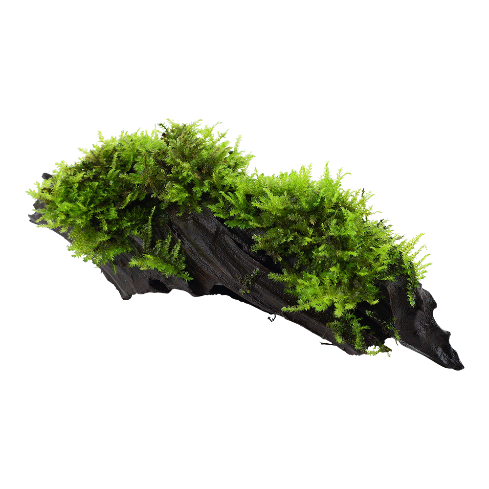 Vesicularia montagnei 'Christmas Moss'